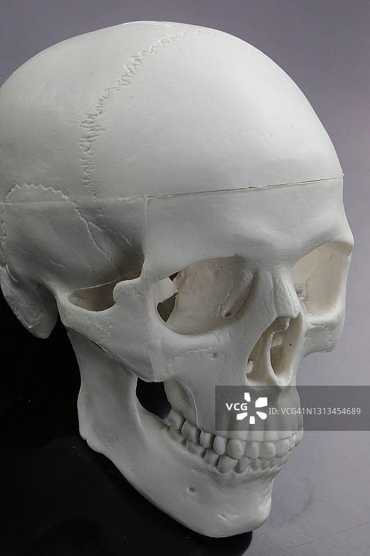 人类头骨模型图片素材