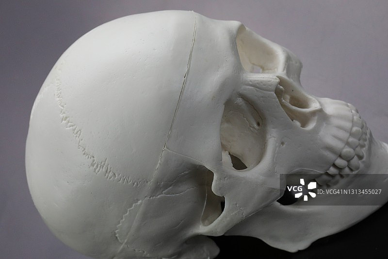 医学模型头骨图片素材