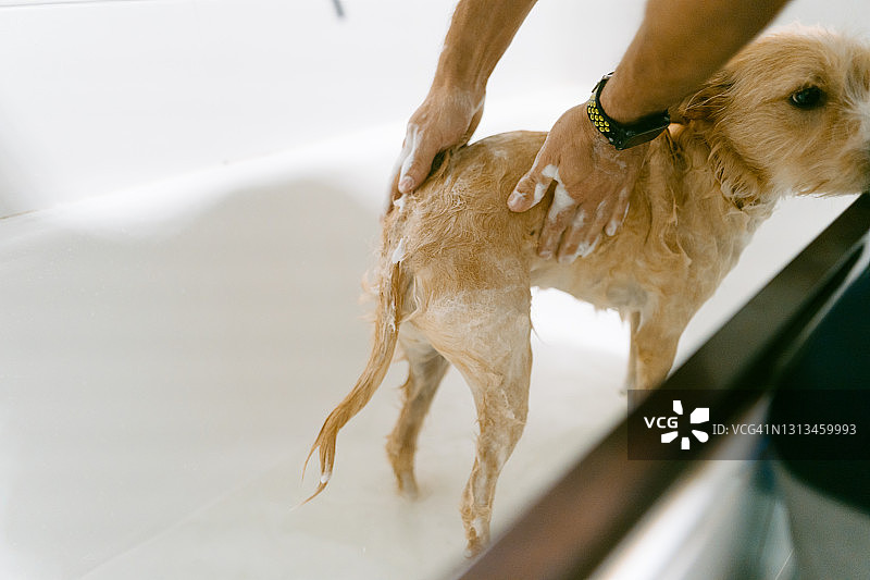 正在洗澡的年轻葡萄牙波登哥犬图片素材