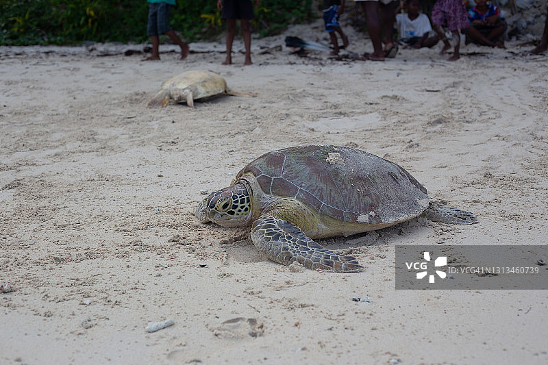 陆地上的绿海龟图片素材