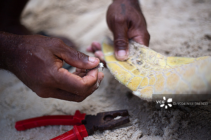 绿海龟标记图片素材
