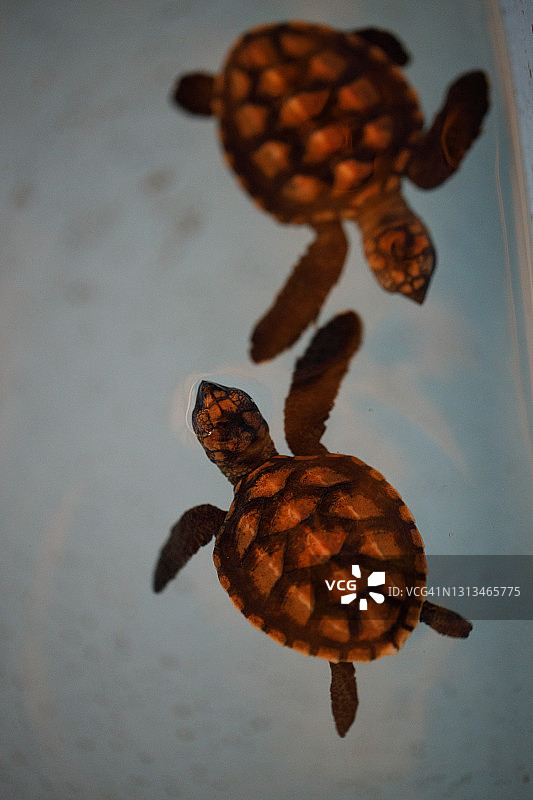 孵化场水箱中的海龟图片素材