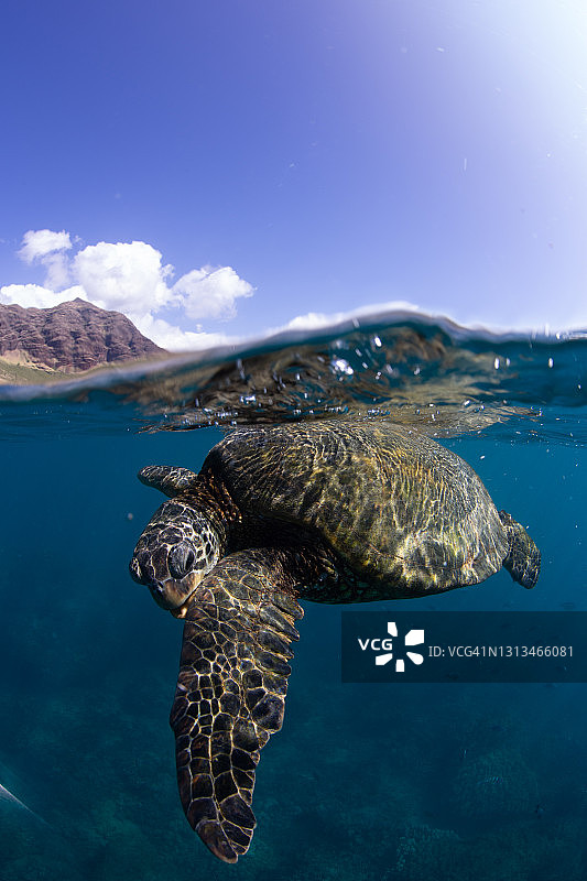 水面上的绿海龟图片素材