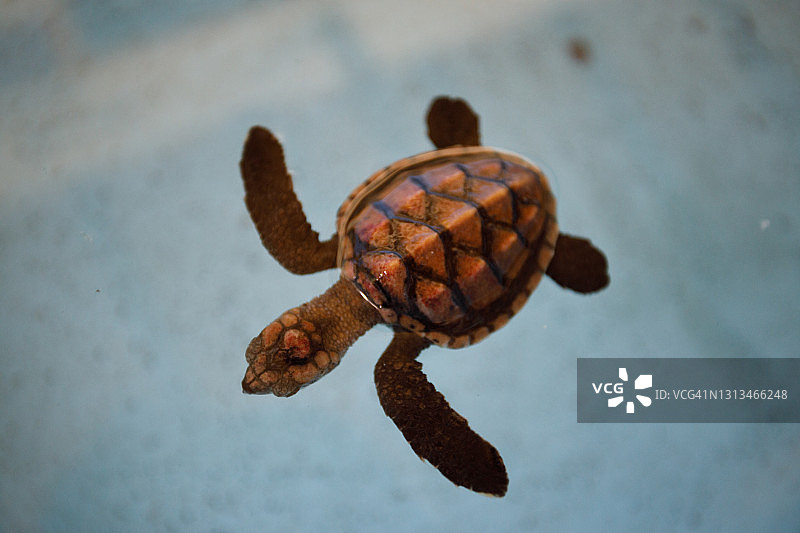 孵化场水箱中的海龟图片素材