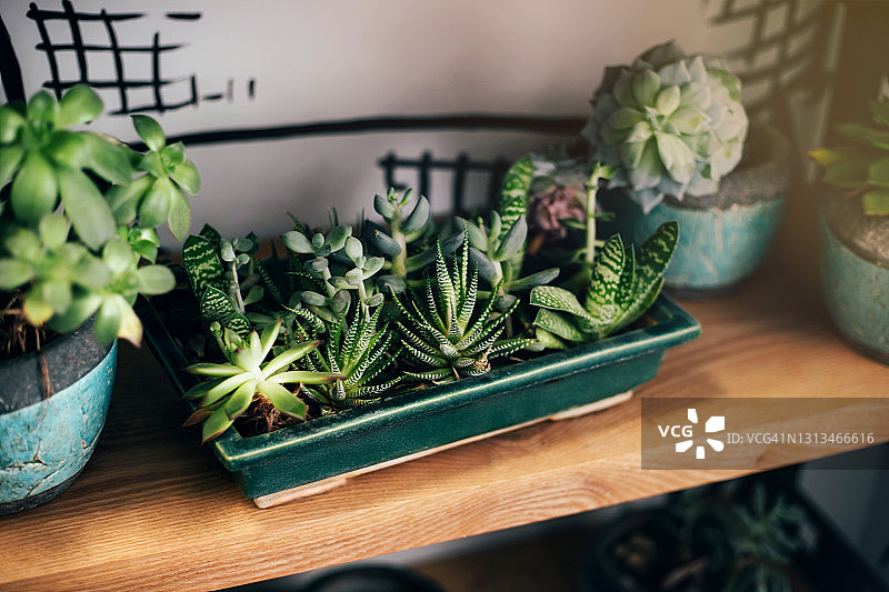 靠墙的家用植物厨房置物架图片素材