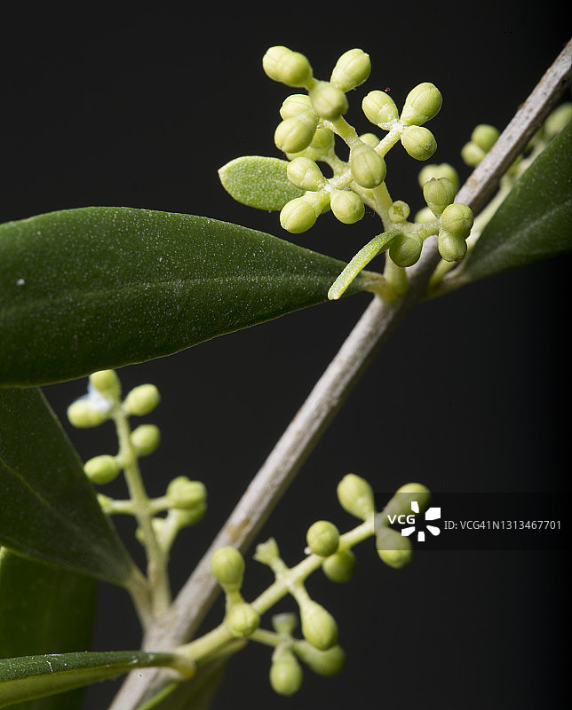 成熟为橄榄之前的年轻橄榄芽图片素材