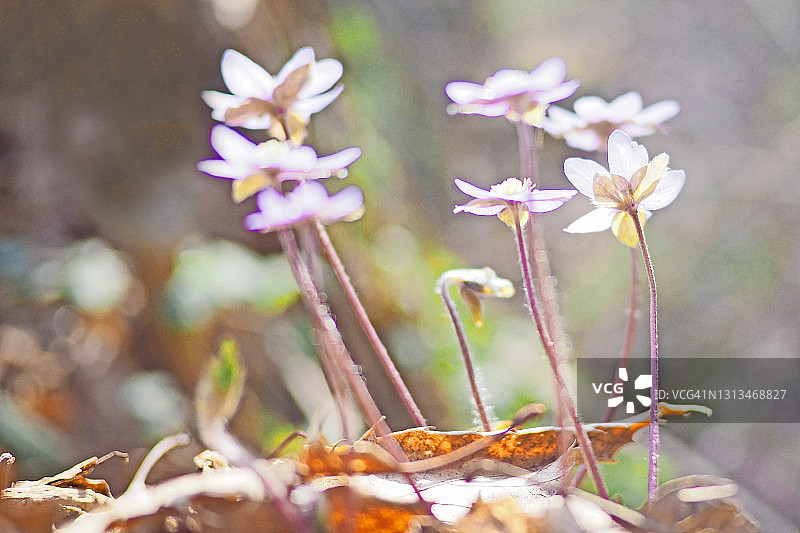 林地环境中的地钱，选择性聚焦图片素材