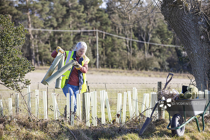 种植树木图片素材