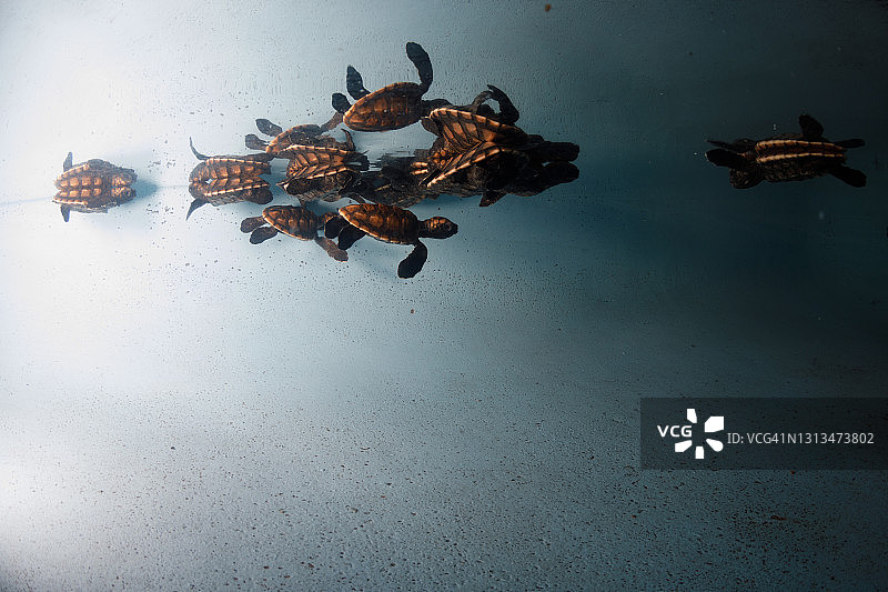 水箱中的小海龟图片素材