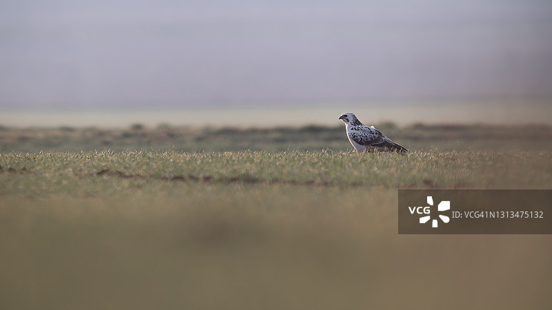 白色的普通鵟图片素材