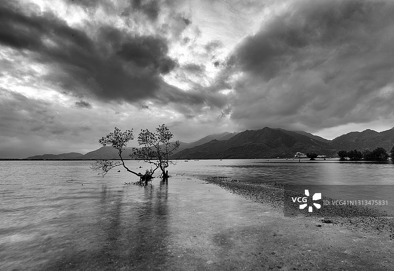 退潮时海边的孤树（黑白照片）图片素材