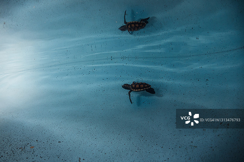 孵化场水箱中的海龟图片素材