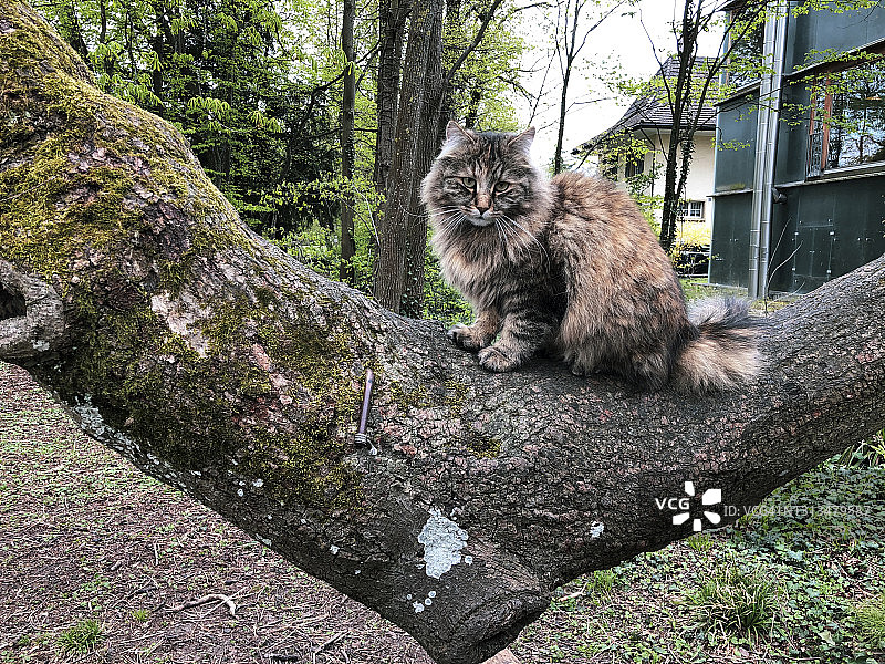 挪威森林猫特写图片素材
