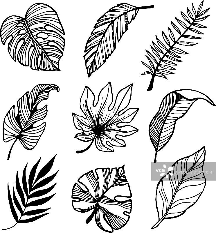 手绘热带树叶合集图片素材