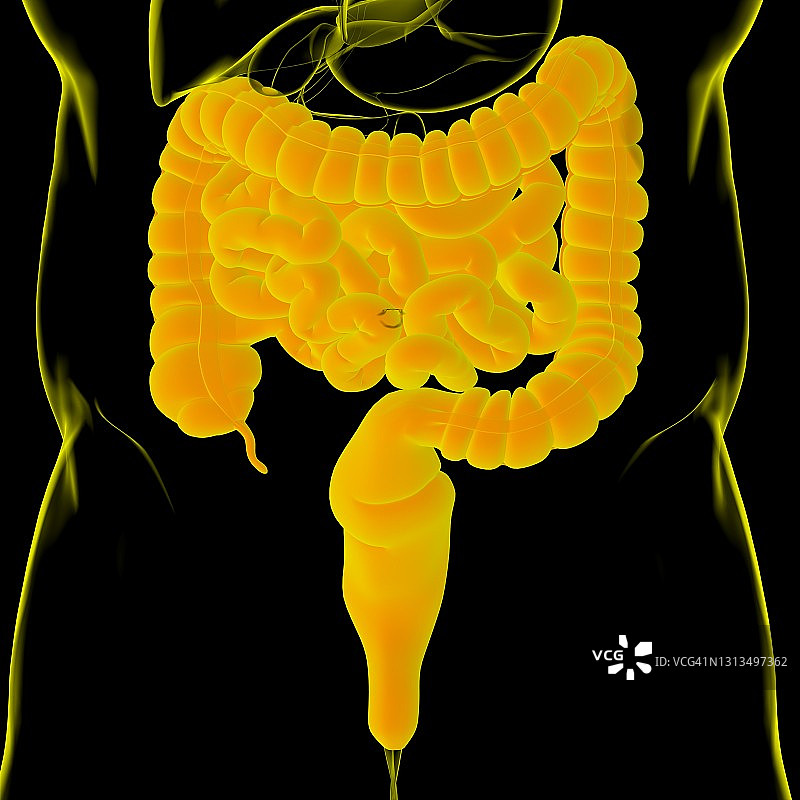 人体消化系统解剖3D图：小肠和大肠图片素材