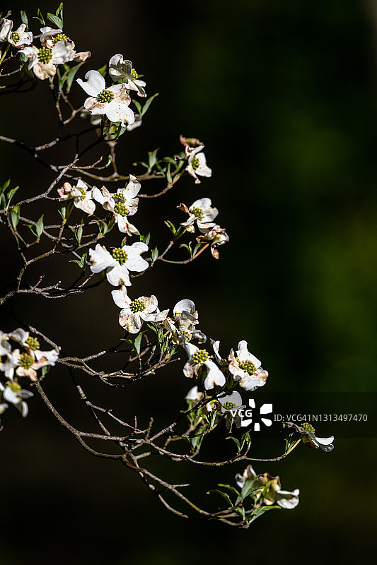 山茱萸枝图片素材