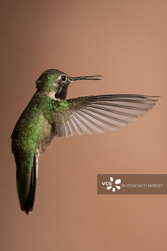 黑颏蜂鸟图片素材