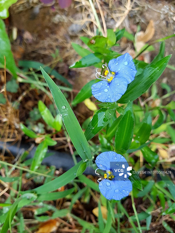 玛蒂尔德花园里两朵带着晨露的蓝色淡竹叶图片素材