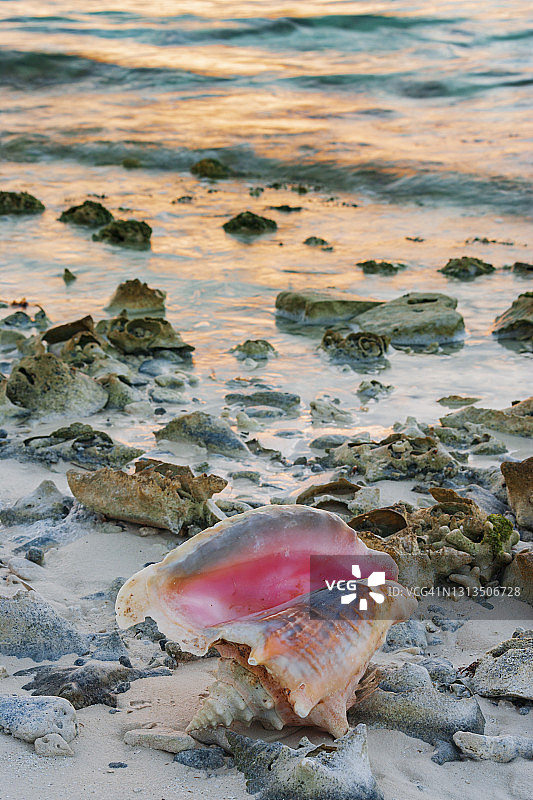 日出时冲上海滩的海螺图片素材