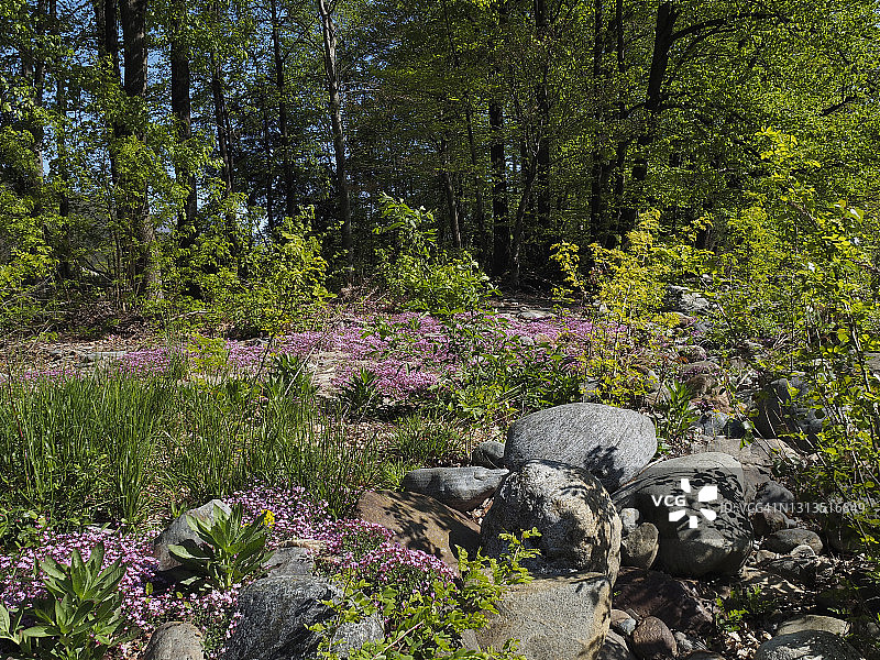粉色石皂草（Saponaria ocymoides）在坎诺比纳山谷中开花，系列的一部分图片素材