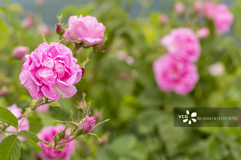大马士革蔷薇花田，保加利亚玫瑰谷图片素材