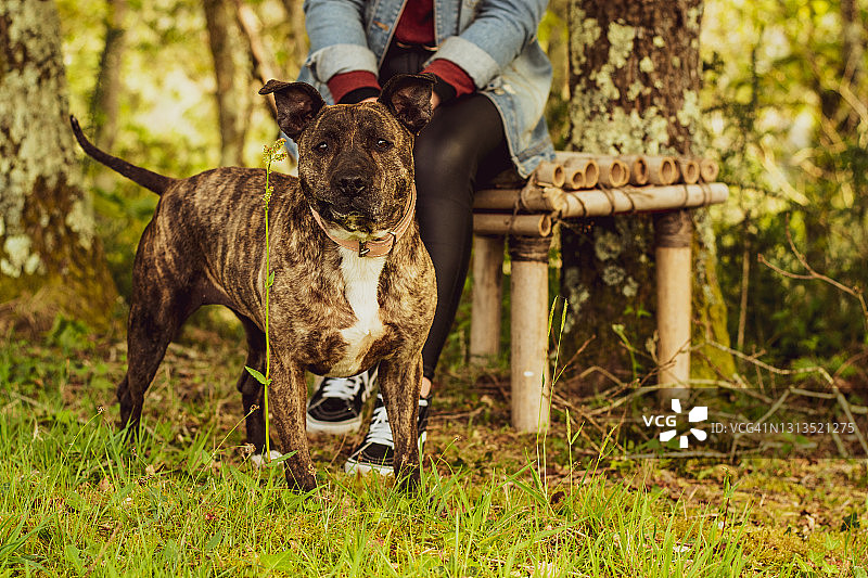 斯塔福德郡斗牛㹴犬和主人的脚在橡树林里图片素材