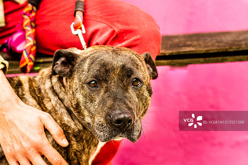 粉色背景下的斯塔福德郡斗牛梗犬肖像图片素材