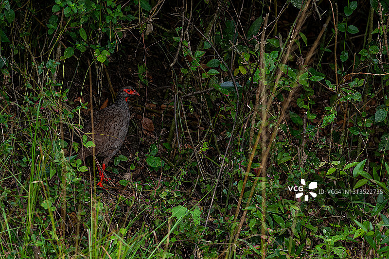红颈齿鹑图片素材