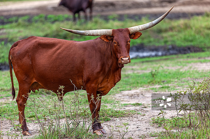 姆布罗湖国家公园的安科莱牛图片素材