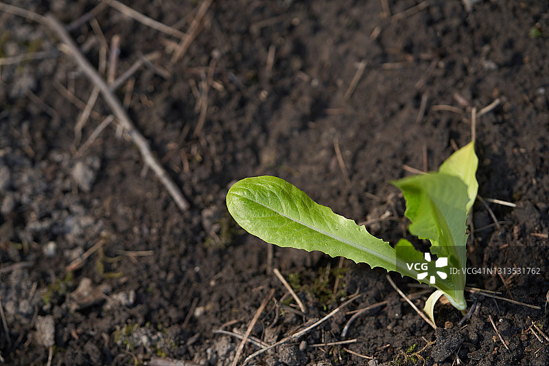 罗马生菜图片素材