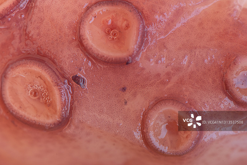 煮熟的章鱼特写图片素材