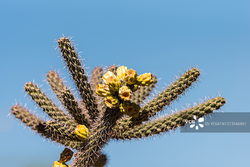 分枝乔洛仙人掌图片素材