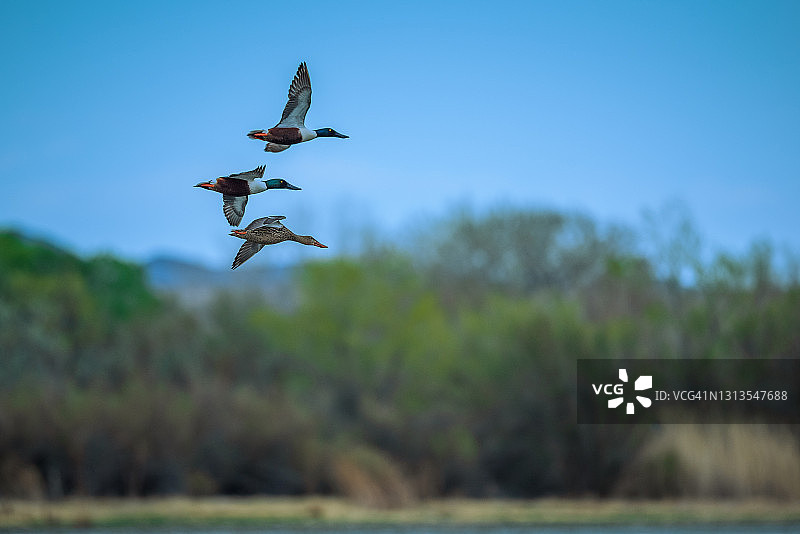 飞翔中的北方琵嘴鸭图片素材