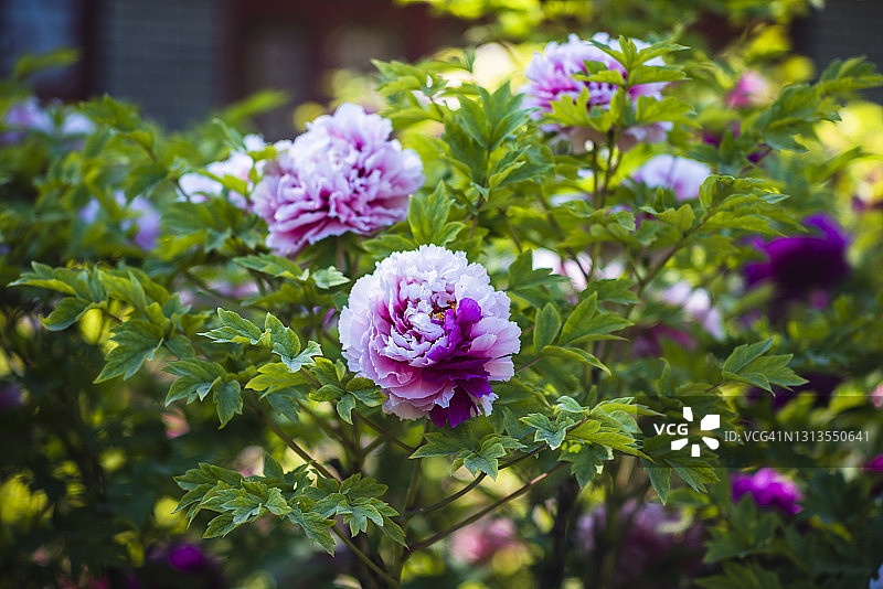 牡丹花朵图片素材