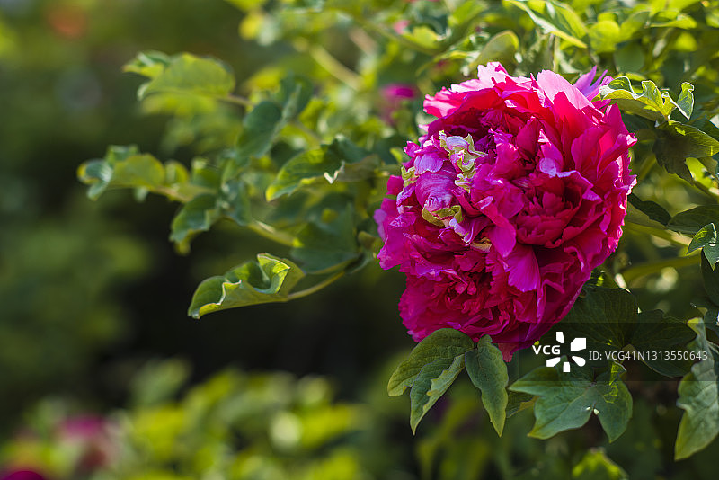 牡丹花朵图片素材
