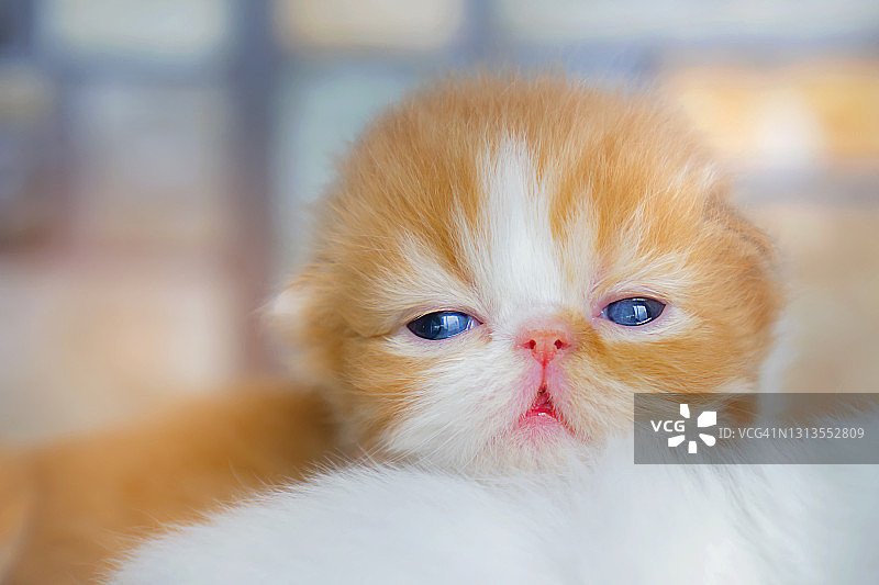 正在小睡的波斯新生小猫图片素材