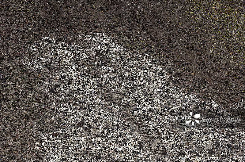 南极半岛波利特岛阿德利企鹅群图片素材