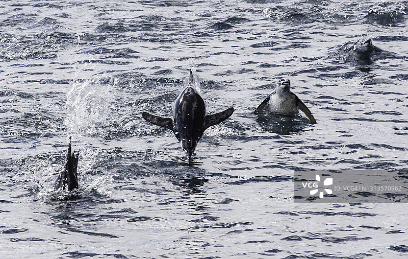 南极洲， deception岛，巴利角，帽带企鹅在水中游泳图片素材
