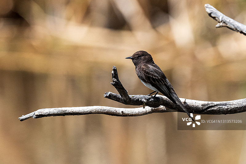 新墨西哥州的黑短脚鹟图片素材