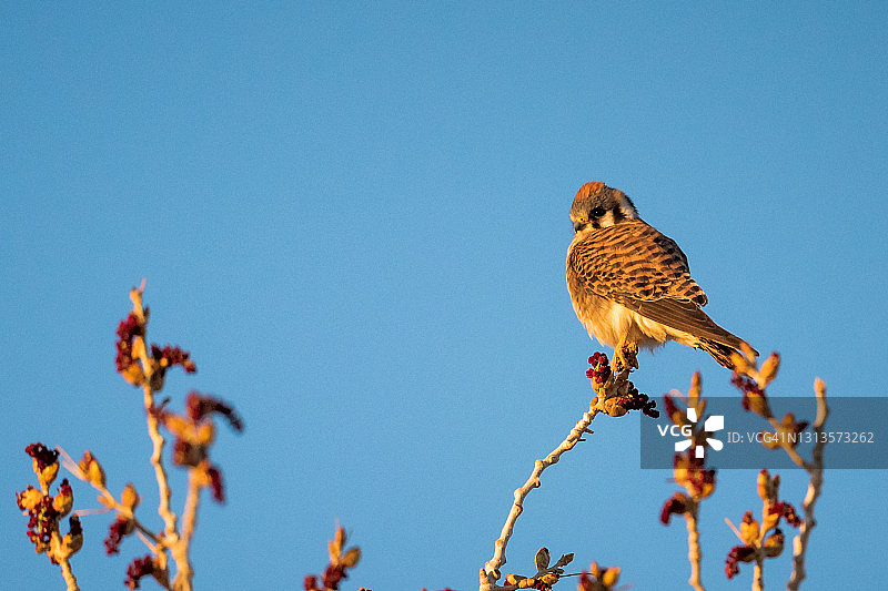 阿帕奇国家野生动物保护区的红隼图片素材