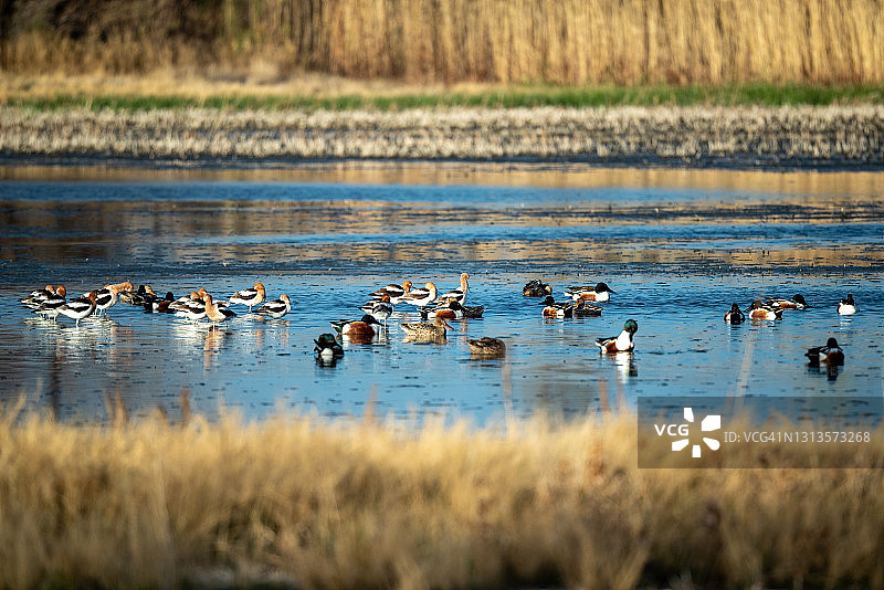 阿帕奇国家野生动物保护区森林图片素材