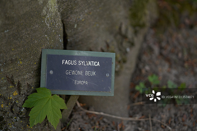 欧洲山毛榉图片素材