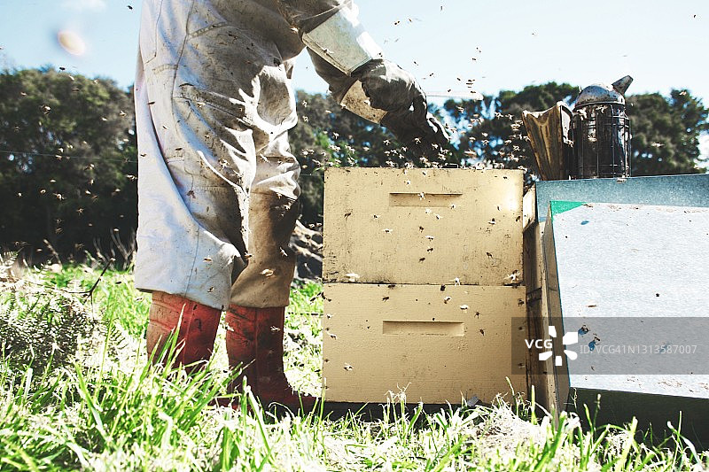 春天养蜂人检查蜂箱特写图片素材