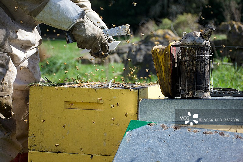 春天养蜂人检查蜂箱特写图片素材