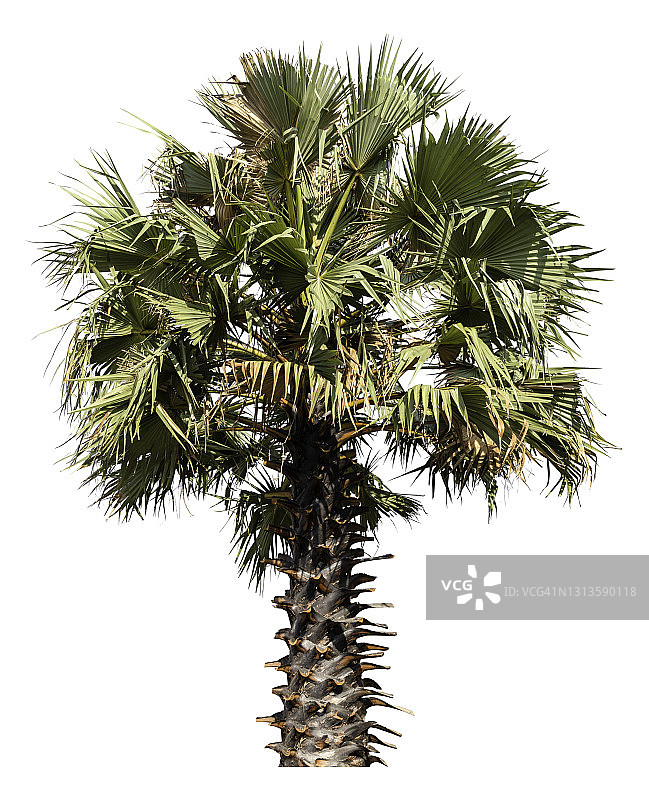 白色背景下的糖棕榈树图片素材