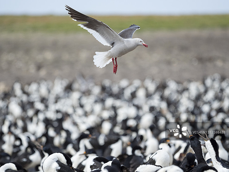 海鸥（灰背鸥）图片素材