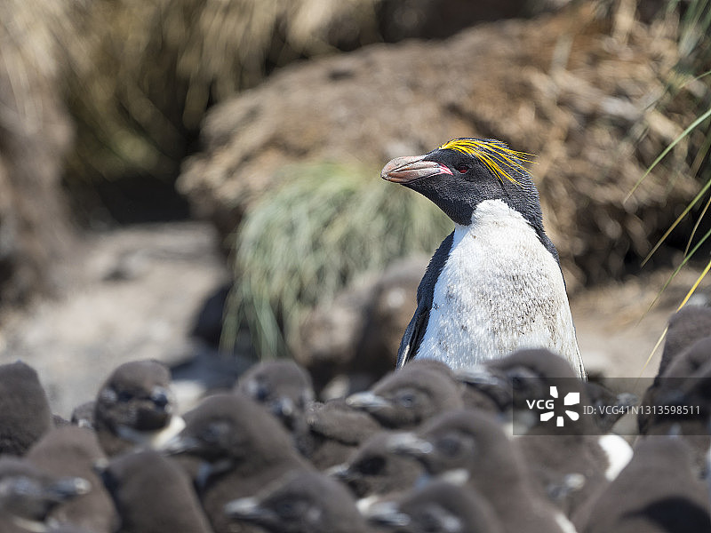 麦克罗尼企鹅（凤头黄眉企鹅），福克兰群岛图片素材