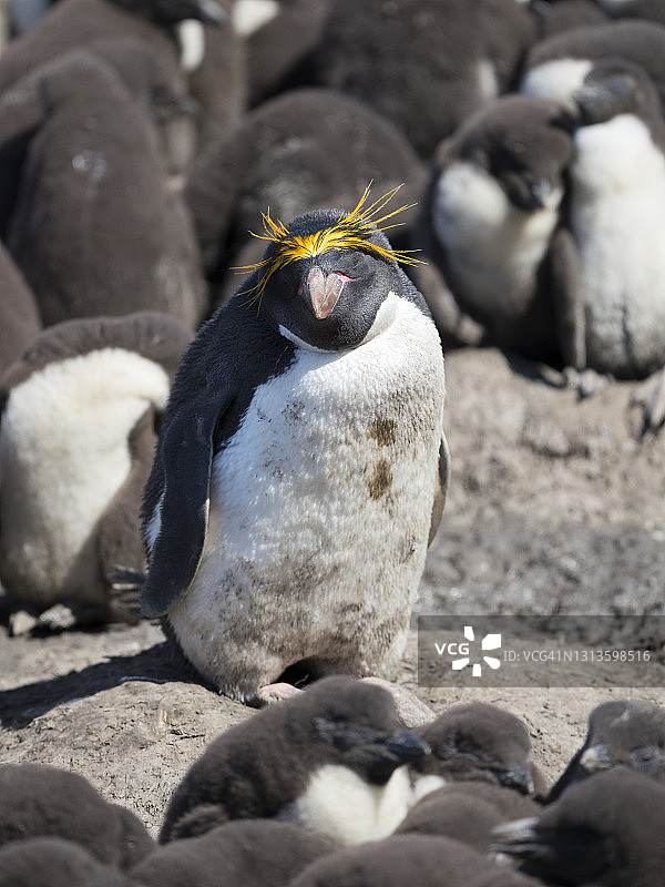 麦克罗尼企鹅（凤头黄眉企鹅），福克兰群岛图片素材