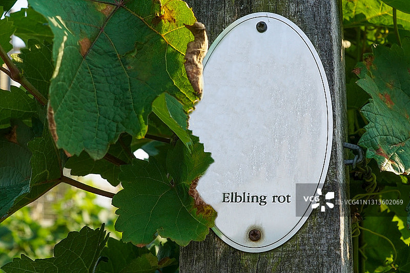 葡萄园里的藤蔓植物和“埃尔布灵”标志图片素材