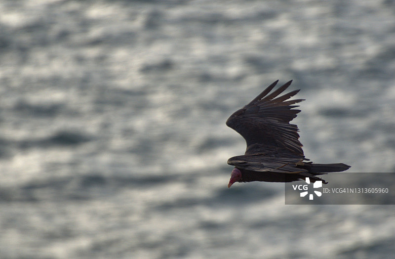 在海上展开翅膀飞行的美洲鹫图片素材
